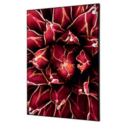 Showdown® Displays TFR22WA2-I821 Wanddekoration Set A2 Kaktus rt
