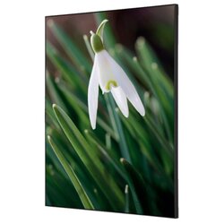 Showdown® Displays TFR22WA2-I24 Wanddekoration Set A2 Blume Schneeglöckchen