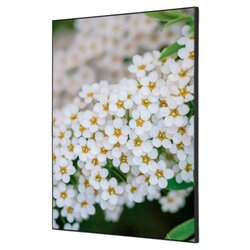 Showdown® Displays TFR22WA2-I3 Wanddekoration Set A2 Weiße Blume Spirea