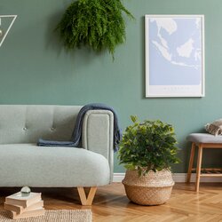 hjh OFFICE Zimmerpflanze Ficus II