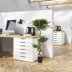 hjh OFFICE Zimmerpflanze Acacia