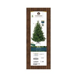 EVERLANDS Weihnachtsbaum Nordmann Tanne 150 x 210 cm (Ø x H)