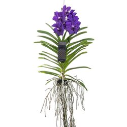 Neutralware 490027650 Vanda Orchidee L blau 