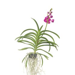 Neutralware 490027632 Vanda Orchidee L rosa 
