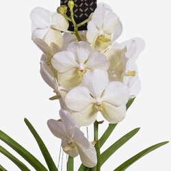 Zimmerpflanze Vanda Orchidee L, Neutralware