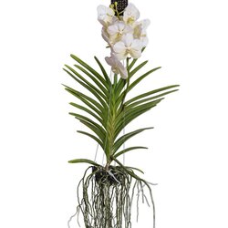 Neutralware 490027601 Vanda Orchidee L weiß 
