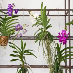 Zimmerpflanze Vanda Orchidee L, Neutralware