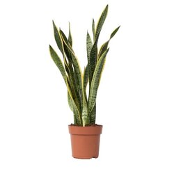 Neutralware 490026000 Schlangenpflanze Sansevieria Laurentii 21cm