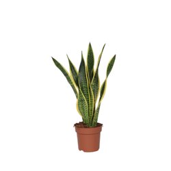Neutralware 490025900 Schlangenpflanze Sansevieria Laurentii 17cm