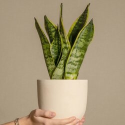 Zimmerpflanze Sansevieria Laurentii Schlangenpflanze, Neutralware