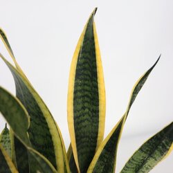 Zimmerpflanze Sansevieria Laurentii Schlangenpflanze, Neutralware