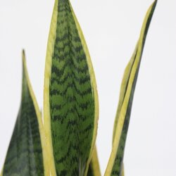 Zimmerpflanze Sansevieria Laurentii Schlangenpflanze, Neutralware