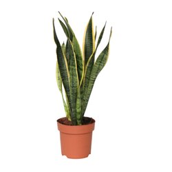 Neutralware 490025700 Schlangenpflanze Sansevieria Laurentii 14cm