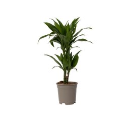 Neutralware 490026700 Drachenbaum Dracaena Deremensis Janet Craig 17cm