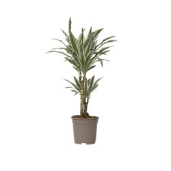Neutralware 490026300 Drachenbaum Dracaena Deremensis White Stripe 17cm