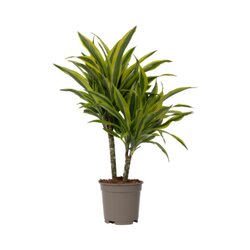 Neutralware 490027000 Drachenbaum Dracaena Deremensis Lemon Lime 17cm