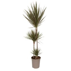 Neutralware 490026100 Drachenbaum XL Dracaena Bicolor 24cm