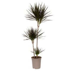 Neutralware 490026200 Drachenbaum XL Dracaena Marginata 24cm