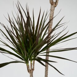 Zimmerpflanze Drachenbaum XL Marginata, Neutralware