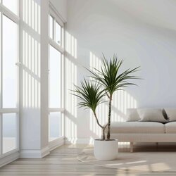 Zimmerpflanze Drachenbaum XL Marginata, Neutralware