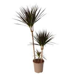 Neutralware 490026500 Drachenbaum XL Dracaena Magenta 24cm