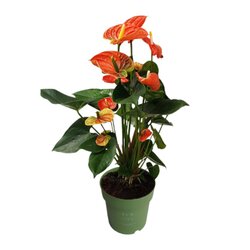 Neutralware 490028220 Flamingoblume Anthurium Madural Orange 17cm