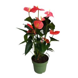 Neutralware 490028236 Flamingoblume Anthurium Maine Pink 17cm