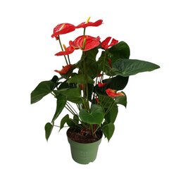 Neutralware 490028230 Flamingoblume Anthurium Madural Red 17cm