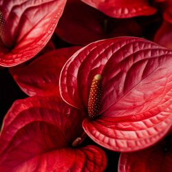 Zimmerpflanze Flamingoblume Anthurium Madural Red, Neutralware