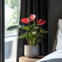 Zimmerpflanze Flamingoblume Anthurium Madural Red, Neutralware