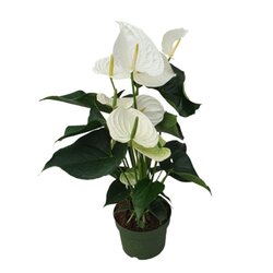 Neutralware 490028201 Flamingoblume Anthurium Alaska White 17cm