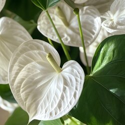 Zimmerpflanze Flamingoblume Anthurium Alaska White, Neutralware