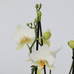 Zimmerpflanze Schmetterlingsorchidee Multi Phalaenopsis, Neutralware