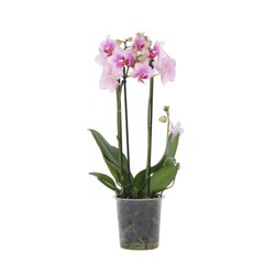Neutralware 490027800 Schmetterlingsorchidee Multi Phalaenopsis rosa 12cm