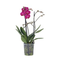 Neutralware 490028200 Schmetterlingsorchidee Multi Phalaenopsis lila 12cm