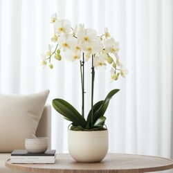 Zimmerpflanze Schmetterlingsorchidee Multi Phalaenopsis, Neutralware