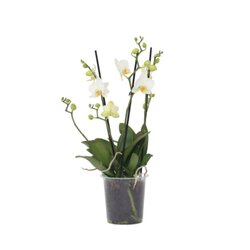 Neutralware 490028300 Schmetterlingsorchidee Multi Phalaenopsis weiß 12cm