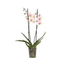Neutralware 490028400 Schmetterlingsorchidee Phalaenopsis rosa 12cm