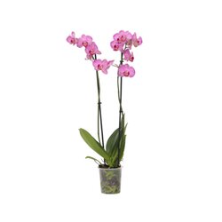 Neutralware 490028100 Schmetterlingsorchidee Phalaenopsis lila 12cm