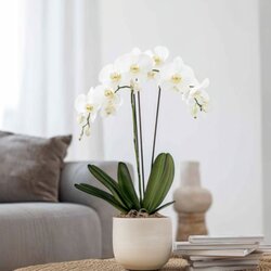 Zimmerpflanze Schmetterlingsorchidee Phalaenopsis, Neutralware