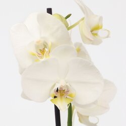 Zimmerpflanze Schmetterlingsorchidee Phalaenopsis, Neutralware