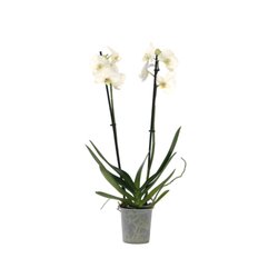 Neutralware 490027600 Schmetterlingsorchidee Phalaenopsis weiß 12cm