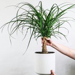 Zimmerpflanze Große Beaucarnea Elefantenfuß, Neutralware