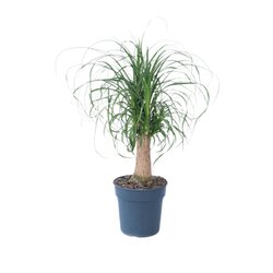Neutralware 490029000 Elefantenfuß Große Beaucarnea 21cm