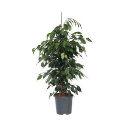 Neutralware 490025600 Geigenpflanze Ficus Benjamina Danielle XL 21cm
