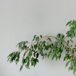 Zimmerpflanze Geigenpflanze Ficus Benjamina Danielle XL, Neutralware