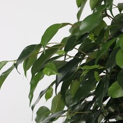 Zimmerpflanze Geigenpflanze Ficus Benjamina Danielle XL, Neutralware