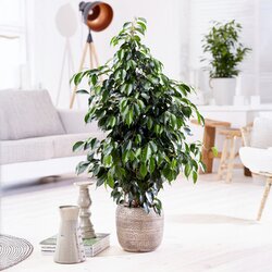 Zimmerpflanze Geigenpflanze Ficus Benjamina Danielle XL, Neutralware