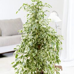 Zimmerpflanze Geigenpflanze Ficus Benjamina Twilight XL, Neutralware