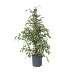 Neutralware 490026800 Geigenpflanze Ficus Benjamina Twilight XL 21cm
